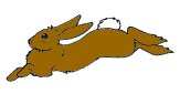 conill imatges-animades-gif